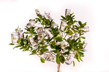 Dallarında dolar banknotları sallanan bir ağaç, kolay para kavramı..