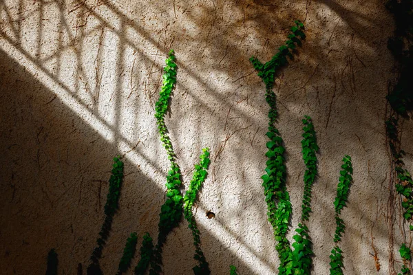 Sommige Planten Klampen Zich Vast Aan Muren Erop Groeien Zoek — Stockfoto