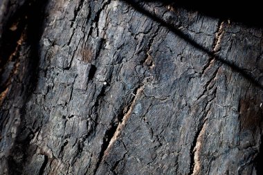 Yangından sonra kamış yatağının yanında yanmış gövdesi olan bir ağaç..