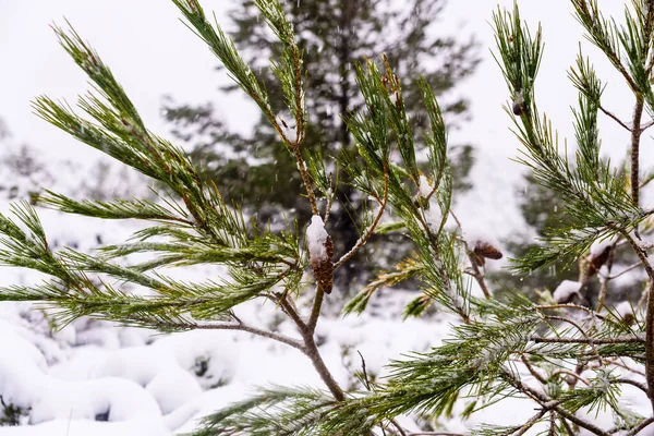 Средиземноморские Растения Покрытые Неожиданным Снегопадом — стоковое фото