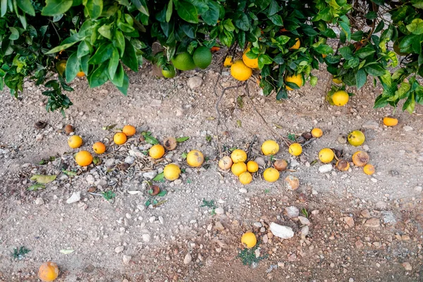 Frutas Podres Debaixo Árvore Numa Plantação Não Colhida — Fotografia de Stock