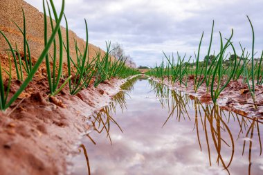 Akdeniz 'deki bir bahçeye taze soğan ekmek, tatlı suyla sulanmak..