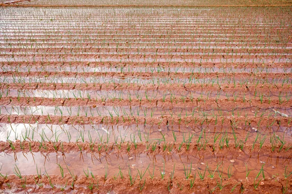 Irrigation Par Inondation Une Plantation Légumes Gaspillage Eau — Photo