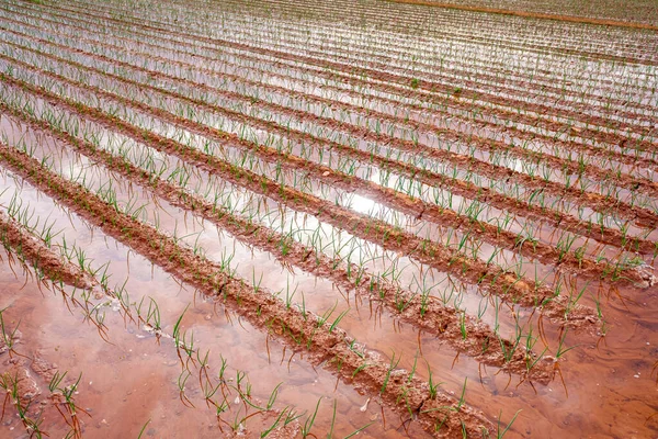 Irrigation Par Inondation Une Plantation Légumes Gaspillage Eau — Photo