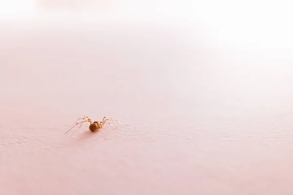 Malý Pavouček Uvnitř Domu Izolovaný Bílé Stěně — Stock fotografie
