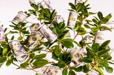Bir servet ağacının dallarında büyüyen Amerikan doları banknotları..