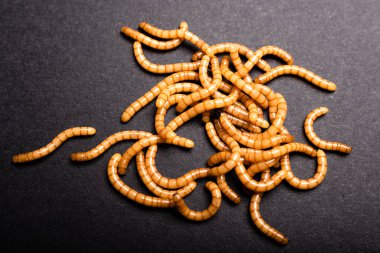 Group of golden mealworms viewed from above moving on a dark background, Tenebrio molitor clipart
