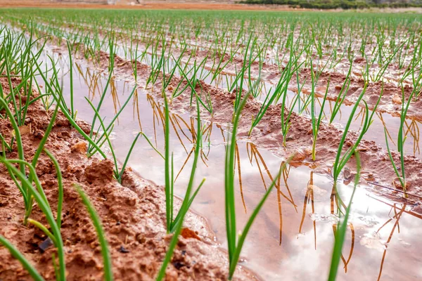 Plantation Jeunes Oignons Dans Jardin Méditerranéen Arrosé Eau Douce — Photo