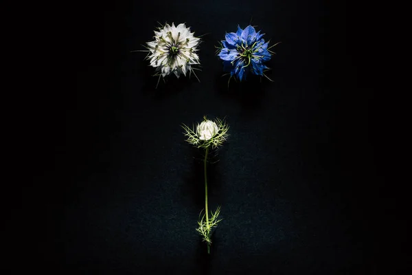 Artistic composition of wild flowers isolated on black background in a studio with beautiful white and purple petals.