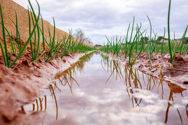 Irrigation Par Inondation Une Plantation Légumes Gaspillage Eau — Photo