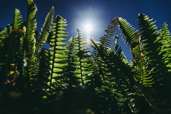 Samambaias Sol Sofrem Consequências Das Mudanças Climáticas — Fotografia de Stock