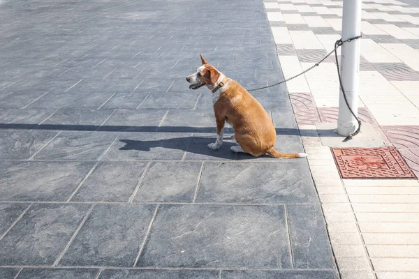 小犬が羊小屋に縛り付けられ 街の路上でその所有者のために辛抱強く喜んで待っています — ストック写真