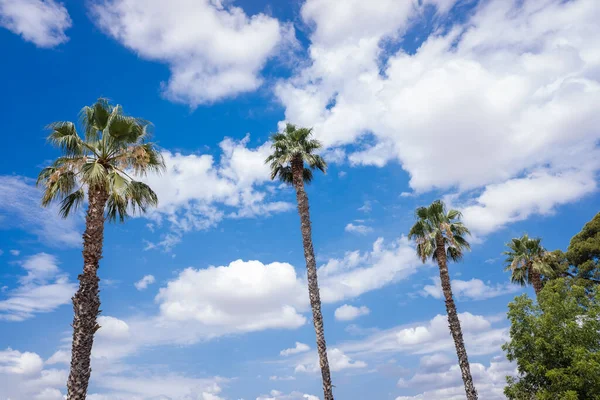 Tropische Palmbomen Achtergrond Van Een Blauwe Lucht Met Zomers Witte — Stockfoto