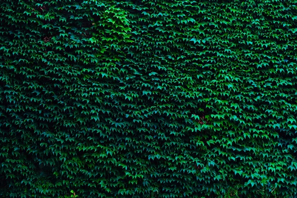 Зеленая Стена Покрытая Темными Листьями Обоев — стоковое фото