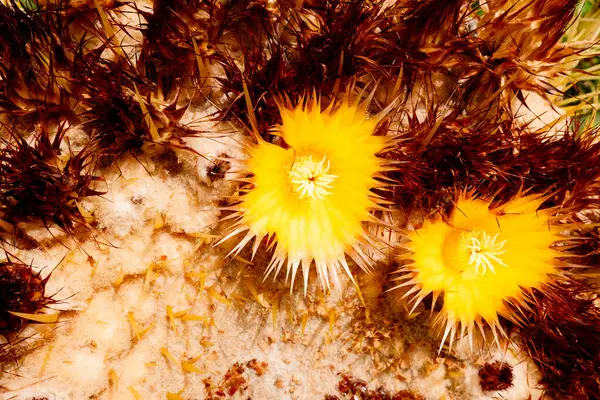 Détail Des Fleurs Cactus Echinocactus Grusonii — Photo