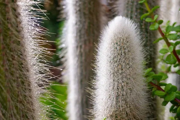 Épis Cactus Blanc Avec Gouttes Pluie Automne — Photo