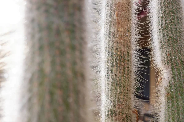 Épis Cactus Blanc Avec Des Gouttes Condensées Eau Rosée Matin — Photo