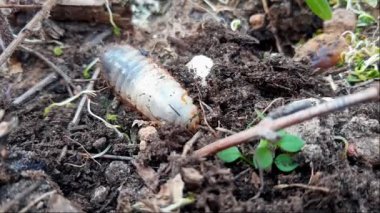 Böcek tırtıl larvası yeşilliklerle çevrili toprakta dinlenir.