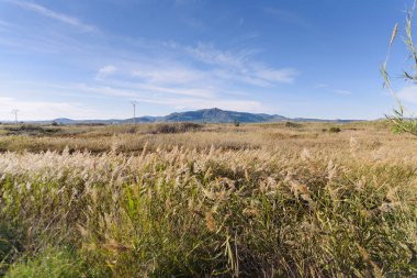 Bereketli bataklık ve Monte Picaio berrak bir gökyüzü altında sakin bir doğal manzara yaratıyor..