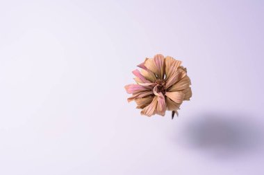 Kurumuş bir çiçek, narin taç yapraklarını ve solmuş renklerini sergileyerek sade bir zemin üzerinde tek başına duruyor. Asgari ayar metin için bir alan yaratıyor, nostalji hisleri uyandırıyor ve hatıralar ve zaman üzerinde davetkar bir yansıma yaratıyor..