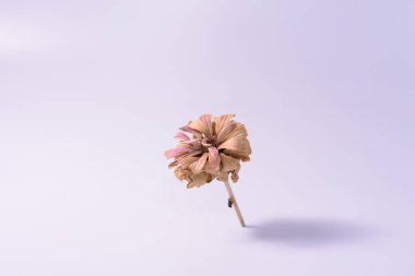 Tek bir kurumuş çiçek, yumuşak ve bulanık bir arka plana karşı dimdik durur. Stüdyonun ışıklandırması hassas yapraklarını ve ince dokularını vurgular..