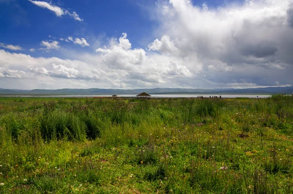 Grassland under the blue sky — Stock Photo, Image