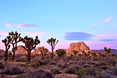 Joshua Tree National Park gün batımında, ABD