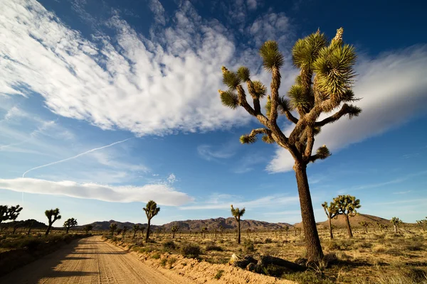 Estrada do Deserto com Joshua Trees no Parque Nacional Joshua Tree, EUA — Fotografia de Stock