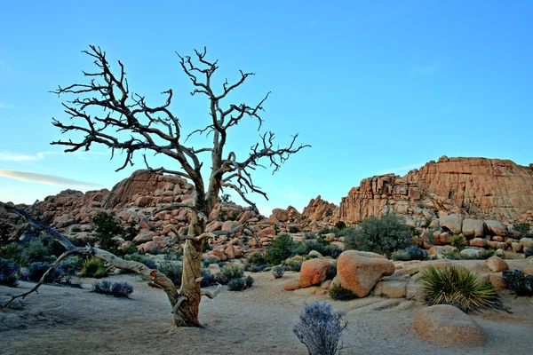 Árbol viejo en el Parque Nacional Joshua Tree, Estados Unidos — Foto de Stock