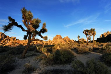 Joshua Tree National Park gün batımında, ABD