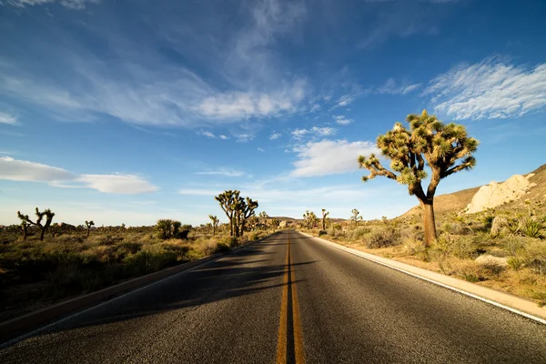 Pouštní silnice s Joshua stromy Joshua Tree National Park, USA — Stock fotografie