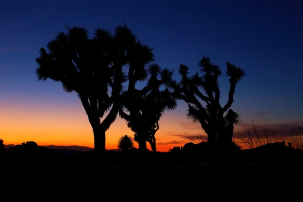 Sonnenuntergang über dem Joschua-Baum, Joschua-Baum-Nationalpark, Vereinigte Staaten — Stockfoto