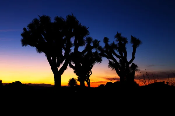 Puesta de sol sobre Joshua Tree, Joshua Tree National Park, EE.UU. — Foto de Stock