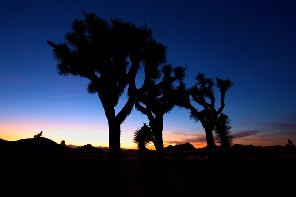 Sonnenuntergang über dem Joschua-Baum, Joschua-Baum-Nationalpark, Vereinigte Staaten — Stockfoto