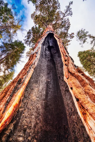 Cracked Giant Sequoia Sequoia National Park California Usa — Stock fotografie