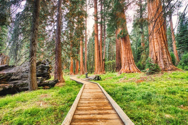 Giant Sequoias Sequoia National Park California Usa — Stock fotografie