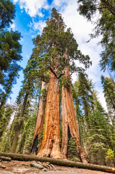 Giant Sequoias Sequoia National Park California Usa — Stock fotografie