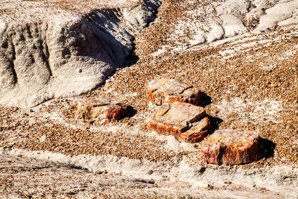 Pflanzenfossilien Den Badlands Des Petrified Forest National Park Arizona Usa — Stockfoto