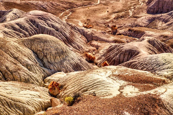 Fossiles Végétaux Dans Les Badlands Parc National Forêt Pétrifiée Arizona — Photo