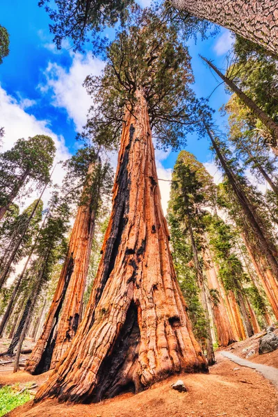 Giant Sequoias Sequoia National Park California Usa — Stock fotografie