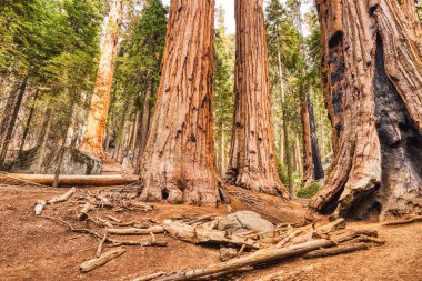 Sequoia Ulusal Parkı 'ndaki Giant Sequoias, Kaliforniya, ABD 
