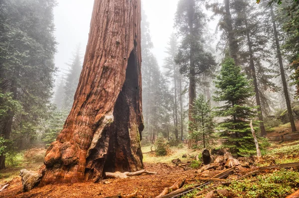 Giant Redwood Tree Kings Canyon National Park California Usa — Stock fotografie