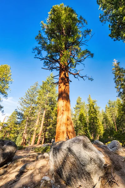 Giant Sequoias Yosemite National Park California Usa — Stock fotografie