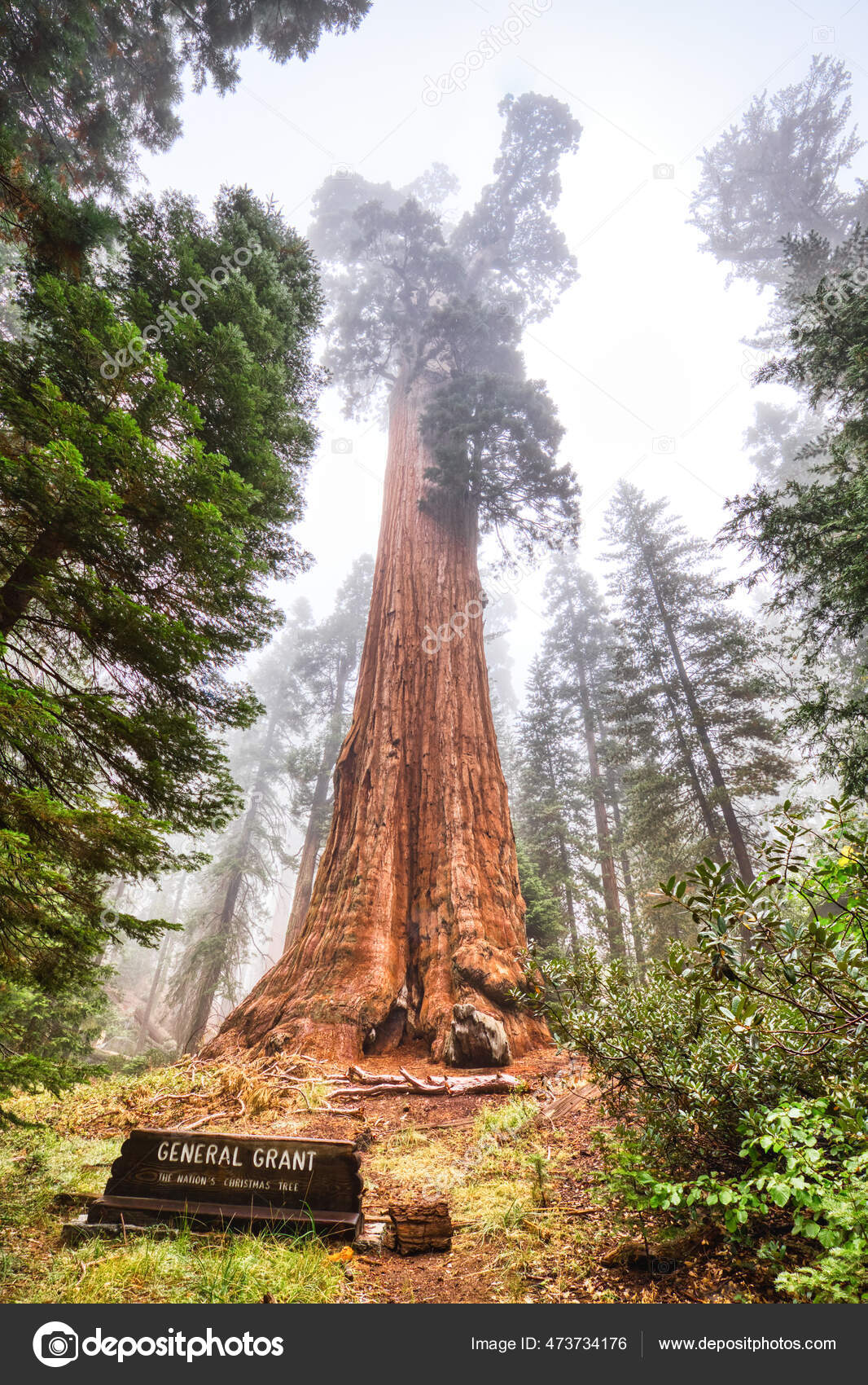 General Grant Tree Kings Canyon National Park California Usa