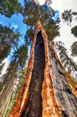 Cracked Giant Sequoia in the Sequoia National Park, California, USA   clipart