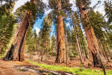 Sequoia Ulusal Parkı 'ndaki Giant Sequoias, Kaliforniya, ABD  