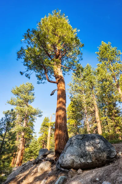 Giant Sequoias Yosemite National Park California Usa — Stock fotografie