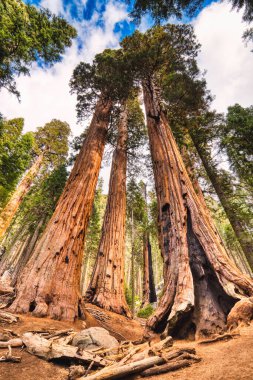Sequoia Ulusal Parkı 'ndaki Giant Sequoias, Kaliforniya, ABD   