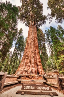 General Sherman Tree in the Sequoia National Park, California, USA  clipart