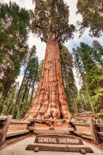 Generál Sherman Tree Národním Parku Sequoia Kalifornie Usa — Stock fotografie